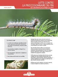 La famille des pins (pin sylvestre, pin noir, pin laricio.) est traditionnellement victime des chenilles processionnaires. Lutte Contre La Processionnaire Du Pin