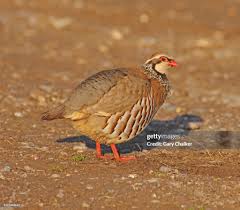 Image result for Alectoris rufa