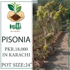 Image result for Pisonia