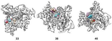 Image result for Euclasta condylotricha