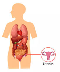 Image result for uterus