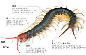 トビズムカデ | キケンな虫の虫ケア図鑑 | アース製薬