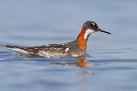 Grey Bird With Red Neck Red Necked Phalarope Bird Life List Birds Sea Birds