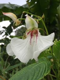 Image result for Impatiens tinctoria