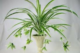 We did not find results for: 6 Plants That Can Cool Down Your Condo This Summer