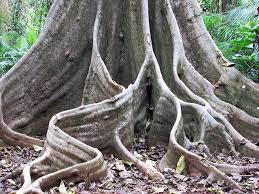 More Wiggly Roots That People Enjoy Queensalnd Forest From Emblatame Flickr Roots That Grow Into Each Ot Australian Trees Rainforest Trees Trees To Plant