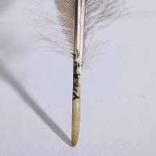 Most Expensive Feather - Extinct Huia Feather Sells For $46,521 At Webb'S  Auction | Scoop News