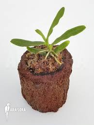 Image result for Cyrtorchis arcuata