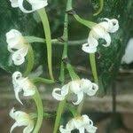 Image result for Cyrtorchis monteiroae