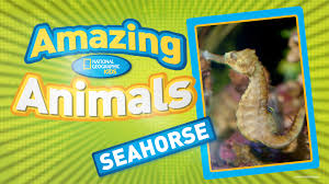 Enjoy our wide range of fun animal facts for kids. Amazing Animals