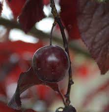 How to manage cherry leaf spot issues. Cherry Trees With Dark Red Leaves