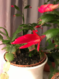 If you notice that your cactus has discolored, dry, or drooping leaves or segments, there are a number of possibilities for what could be bothering it. Caring For A Christmas Cactus Thriftyfun