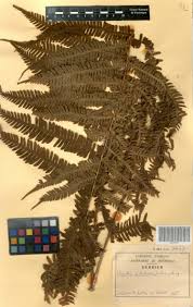 Image result for Ctenitis cirrhosa