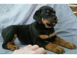 I settle for nothing but the best, our breeding program proves it! Rottweiler Puppies In Michigan
