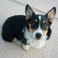 Wellness natural grain free puppy training treats. Pets For Adoption At Arizona Cactus Corgi Rescue In Glendale Az Petfinder