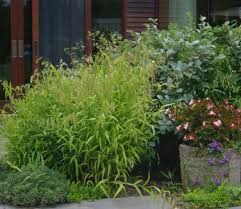 Image result for Chasmanthium latifolium