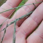 Image result for Eragrostis atrovirens