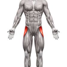 These include the hip flexor and hamstring. Pin On Fitness