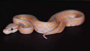 Read these care sheets about exotic pet care in tucson, az. Tucsons Exotic Pet Shop Home Facebook