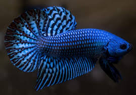 349pixels x 355pixels size : Pin By í‰ì¼ì°¬ ì „ On ë² íƒ€ Betta Fish Betta Fish Pet