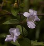 Image result for Barleria tanzaniana