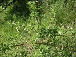 Image result for Lippia javanica
