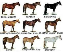 Horse Color For Painting