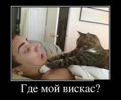 Приколы про котов (28 фото)