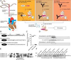 Arthur wang, lian & associates. The Cardiac Syndecan 4 Interactome Reveals A Role For Syndecan 4 In Nuclear Translocation Of Muscle Lim Protein Mlp Journal Of Biological Chemistry