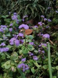 Image result for Ageratum houstonianum