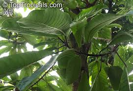 Image result for Ficus saussureana