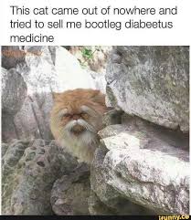 This Cat Came Out Of Nowhere And Tried To Sell Me Bootleg Diabeetus Medicine Ifunny Funny Animal Pictures Funny Animals Animal Memes