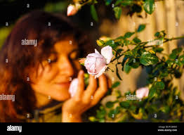 Beautiful climbing pink roses in hi-res stock photography and images
