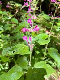 Image result for Panicum graciliflorum