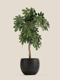Image result for Schefflera