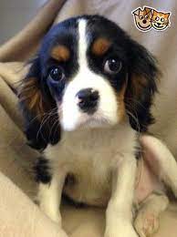 Cavalier King Charles Spaniel Puppies For Sale London West London Pets4homes King Charles Dog Cavalier King Charles Dog King Charles Cavalier Spaniel Puppy
