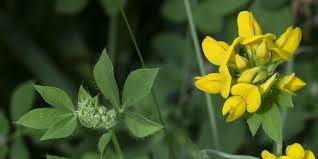 Image result for Tragus pedunculatus