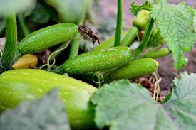 Why are small zucchini rotting on the plant. Zucchini Blossom End Rot Causes Prevention Tips