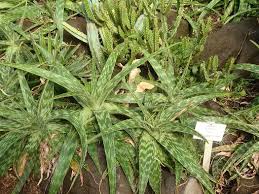 Image result for Aloe zebrina