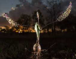 Image result for Gonatopus clavatus