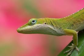 How the lizard manages to detach its tail without any apparent injury is a mystery. How To Make A Lizard Trap Animals Mom Com