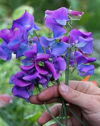 Pin By Annie S Annuals Perennials On Sweet Peas Make Us Weak In The Knees Purple Flowers Beautiful Flowers Love Flowers