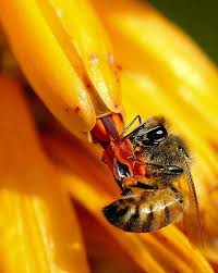 Nikon 105mm F 2 8 G Af S Vr Micro Nikkor Arcadia Bee Bee Macro Lens Nikon D200