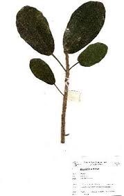 Image result for Ficus stuhlmannii