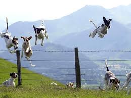 Bild zum verschicken | mehr geburtstagsbilder. á… Lustige Tiere Bilder Lustige Tiere Gb Pics Gbpicsonline