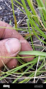 Image result for Sporobolus africanus