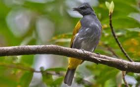 Dan betina racikan pakan cucak keling warisan simbah cucak keling teler sampe sujud sujud tidak kalah sama anis merah suara kicauan burung cucak keling jantan cocok buat masteran. Mengenal Ciri Khas Burung Cucak Kelabu Dan Daerah Persebarannya