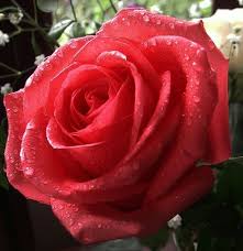 Resultado de imagen para que son las flores