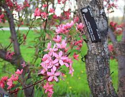 Purple prince crabapple (malus 'purple prince') is an excellent choice. Purple Prince Crabapple Malus Purple Prince North American Insects Spiders