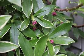 Refill soil around the plant, water well, and mulch. Daphne Porpagation